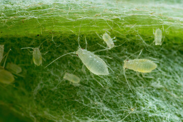 Aphid Colony Close-up. Greenfly or Green Aphid Garden Parasite Insect Pest Macro on Green Background