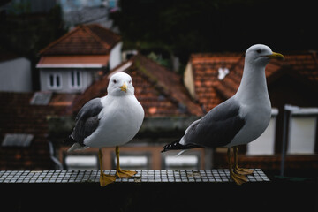 Seagulls resting on the ledge.
