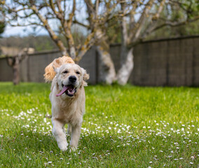 Perhaps the most beautiful dog in the world! my Golden Retriever!