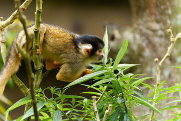 A black-capped squirrel monkey sitting on a tree curious in the zoo of Taipei
