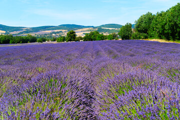 Naklejka premium Lavender flowers field with summer blue sky, France, retro toned