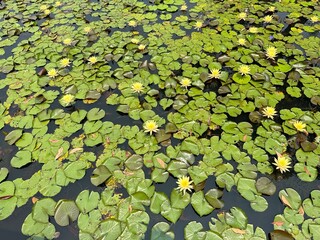 leaves in the water