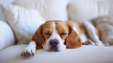 Serene Beagle Slumber: Peaceful Rest on a Soft White Sofa Generative AI