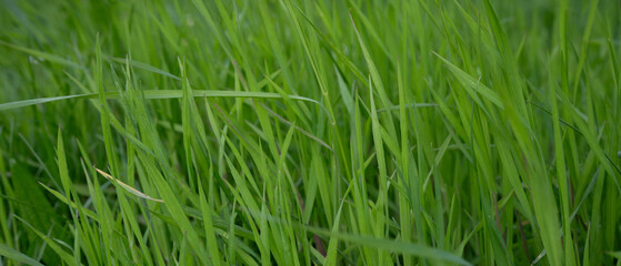 Fototapeta na wymiar Juicy green grass on meadow in morning light in spring summer outdoors close-up macro, panorama background Banner. Artistic image of purity and freshness of nature