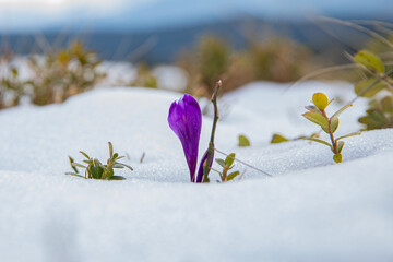 the first saffron flower appears from under the snow, snowdrops, spring primroses, a flower in the...