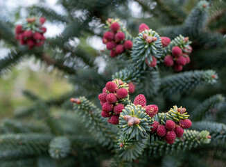 Abies evergreen conifer tree with attractive red pines. Photographed in Wisley garden, Surrey UK.