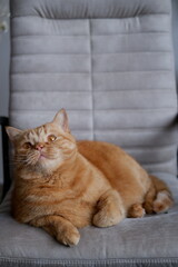 A large red domestic cat looks around close-up. fluffy pet lies on a chair. a domestic cat lies on a chair and looks up. red domestic cat with big orange eyes, fluffy fur, long mustache lies and rests