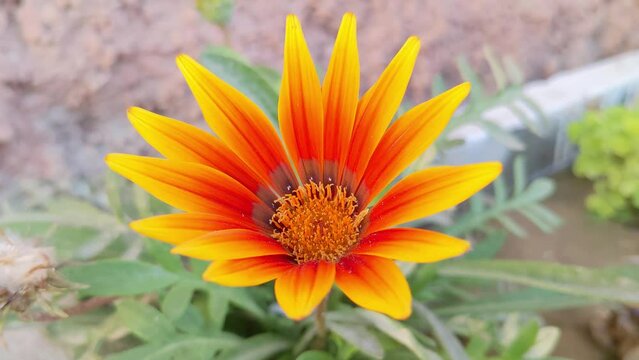 4K close-up shot of Gazania Flower - a 60 FPS video