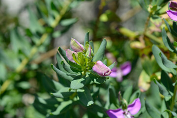 Myrtle-leaf milkwort flower bud