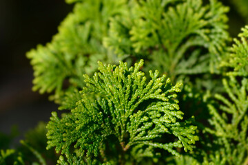 Hinoki cypress Gracils branch