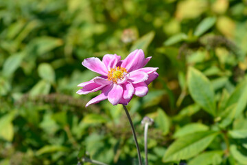 Fototapeta premium Japanese anemone Queen Charlotte flower