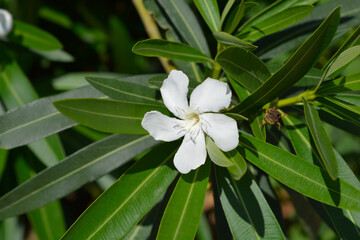 Common oleander white flower