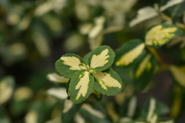 Wintercreeper Blondy leaves