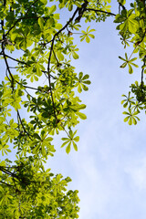 Common horse chestnut branches with leaves in spring