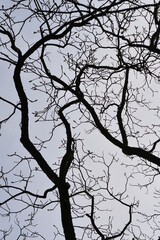 Eastern black walnut branches in spring