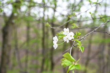 Blooming tree in forest. White flowers on branches in spring. Wild cherry tree. 