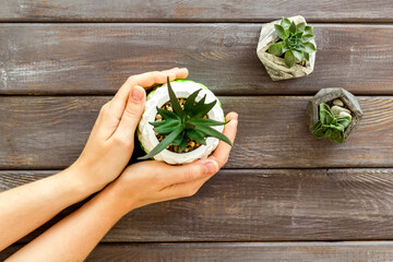 Female hands holding pot with indoor plants, top view - 779677788