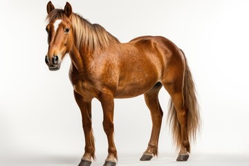 Obraz premium Mare isolated on white background