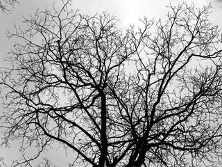 Fototapeta na wymiar Tree in black and white