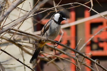 White-eared bulbul(Pycnonotus leucotis ) perched on a tree branch. a bulbul sitting on a tree branch. a beautiful bird sitting on tree branch. white eared bulbul. 