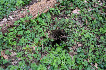 Animal den in forest. Hole made by animals in the ground. Hideout of wild animals.