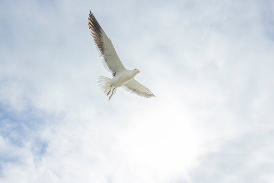 Image of a seagull in flight against a blue sky