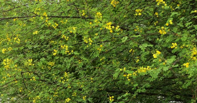 Nature, background.