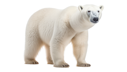 polar bear cub isolated on transparent background cutout
