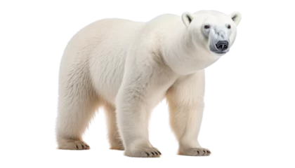 Foto auf Leinwand polar bear cub isolated on transparent background cutout © Papugrat