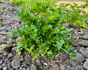 green parsley bushes growing in a farmer's garden