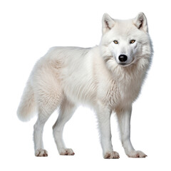arctic wolf isolated on transparent background cutout