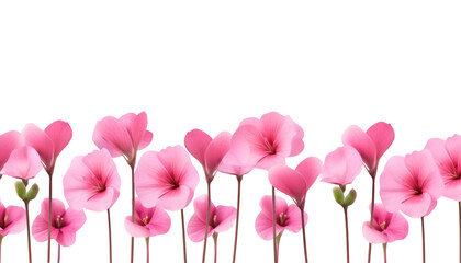 pink flowers foreground isolated on transparent background cutout