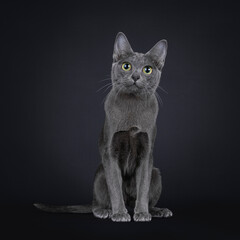 Cute little Korat cat kitten, sitting up facing front. Looking to camera with big eyes. Isolated on a black background.