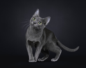 Cute little Korat cat kitten, standing or walking side ways. Looking cutious up and above camera with big eyes. Isolated on a black background.