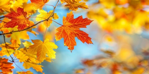 Naklejka na ściany i meble autumn leaf fall autumn landscape yellow-red leaf Generative AI
