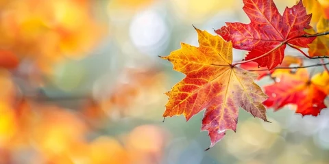  autumn leaf fall autumn landscape yellow-red leaf Generative AI © Valentine