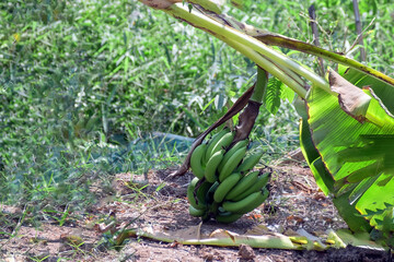 A fallen green banana tree is in the garden