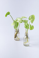 cuttings of a Syngonium mini pixie white plant with roots in a glass bottle with water. isolated on white background