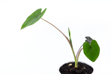 young colocasia black magic plant in a small pot. isolated on white background
