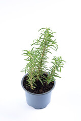 Sage rosmarinus, commonly known as rosemary, is used to add flavor and aroma to dishes. in a small pot isolated on white background