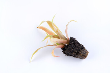 small seedling of Pineapple plant (Ananas comosus) with exposed roots. isolated on white background