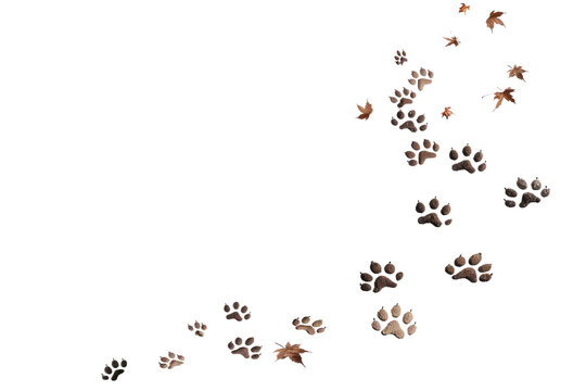 Majestic Trail of Dancing Paw Prints. White or PNG Transparent Background.