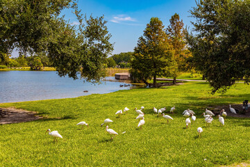 Flock of white herons grazes