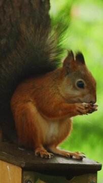 This nice video depicts a quiet squirrel having his supper.