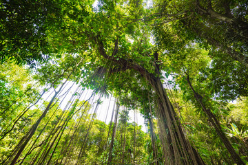 Thousand-year-old trees in the Baihualing tropical rain forest in Hainan, China