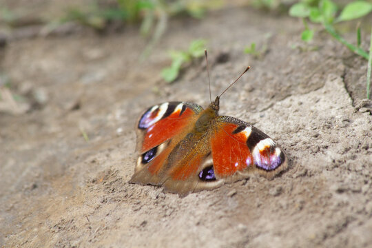 Peacock butterfly sitting on dry ground, close-up.