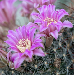 succulent plant in bloom in the vase