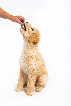 Bazin geeft hond een brokje. Een schattige puppy Cavapoochon wordt gevoerd door haar eigenaar, tegen een witte achtergrond.