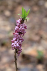 lilac branch with buds