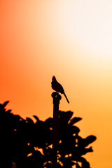 silhouette of a bird